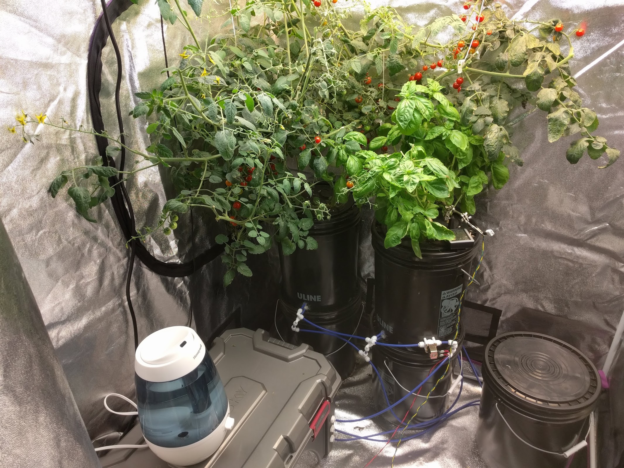 inside-grow-tent